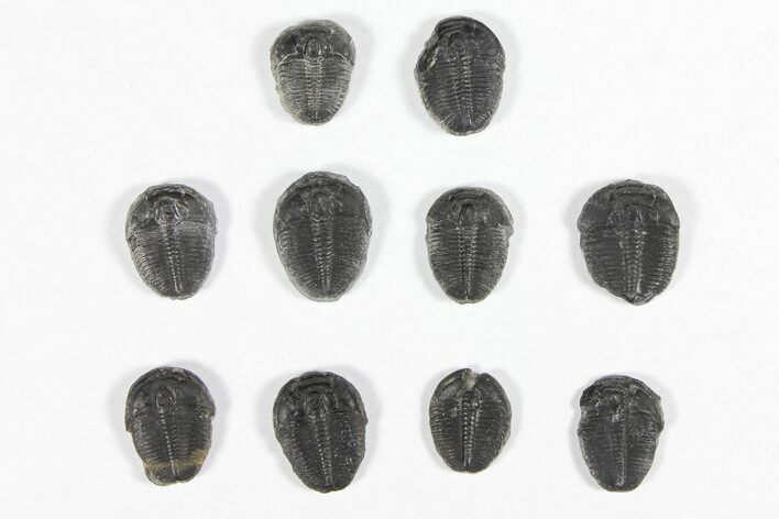 Lot: / Elrathia Trilobites - Pieces #91934